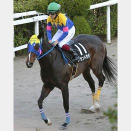 ダート千二のスペシャリスト