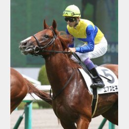 デビュー戦から存在感抜群