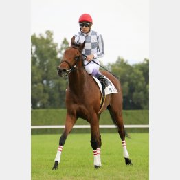 デビュー戦を楽勝して重賞へ