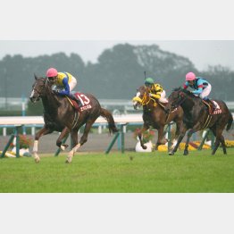 デイリー杯ではエアスピネル、シュウジの③着に好走