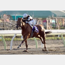 JBCスプリントを逃げ切ったコーリンベリー