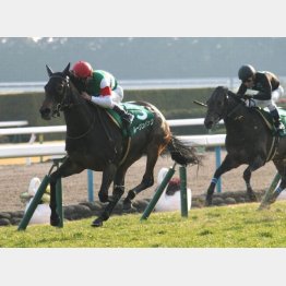 千八のきさらぎ賞では牡馬斬り