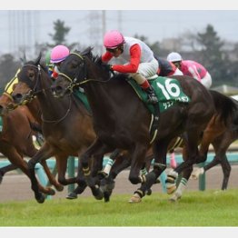 1着はシュンドルボン