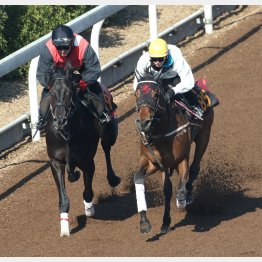 シャララ(右)が半馬身先着した