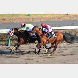 総武Sは早め先頭からもうひと踏ん張り
