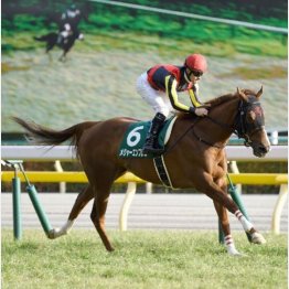 クイーンCは5馬身差の大楽勝