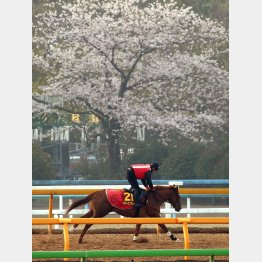 満開の桜の手前を疾走