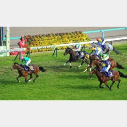 18番ディーマジェスティが勝利