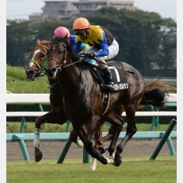 芙蓉S快勝のプロディガルザン