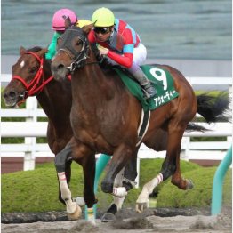 兄はアンタレスSでダート4連勝