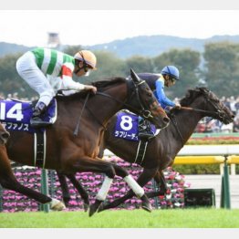 ステファノス(手前)は昨秋天皇賞で②着
