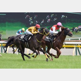 先週古馬相手に一千万勝ちを果たしたショウナンライズ
