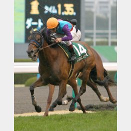 3歳時には阪神でチューリップ賞勝ち
