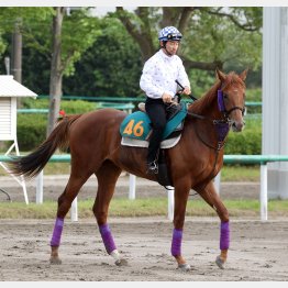 横山典も期待しているスターオービット