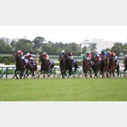 昨年はデニム(一番右)とショウナン(左から2頭目)が②③着