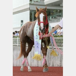 昨年は59㌔ベストウォーリアが格の違いを見せた
