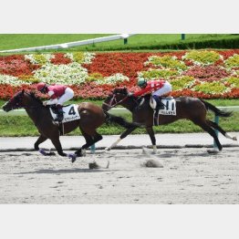 日曜1R2歳未勝利ダート1500mで逃げたハシルキセキは2着に粘った