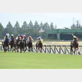 圧巻だった土曜2R2歳未勝利戦