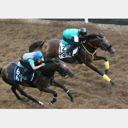 ケイコ駆けする相手(手前)と併入