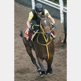 先週は坂路で力強い動き