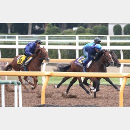 3頭併せで最先着(右手前)