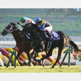 2014年マイルSは鼻差で惜敗