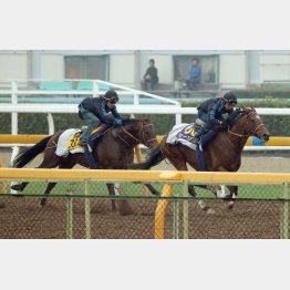 きっちり仕上がったモーリス(右)