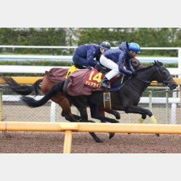 1週間前追い切りは首先着