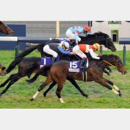 昨年は牝馬ショウナンパンドラが勝利