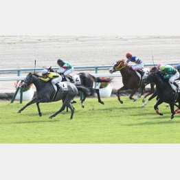 テラノヴァよ、マイルクイーンになってくれ