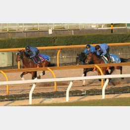 1週前追い切りで豪快な動きを見せたサトノダイヤモンド