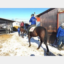 16日の能力検査に合格した愛馬のシュヴァルダムール