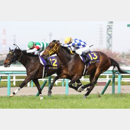 昨年は6枠のシンハライトが鼻差負け