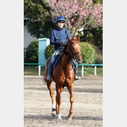 ホウオウパフュームは距離適性抜群