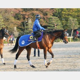サトノダイヤモンドは外せない