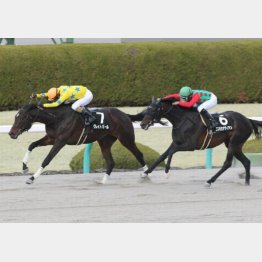 グレイトパールは破竹の4連勝