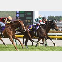 昨年は勝ち馬チェッキーノ(左)が本番でも②着
