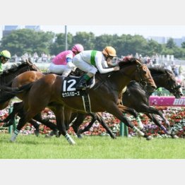 ゼウスバローズは14番手から全馬ゴボウ抜き