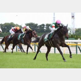 昨年はルージュバックが牡馬を一蹴
