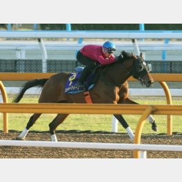 夏に強い牝馬が調子を上げてきた