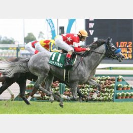 昨年の勝ち馬レッドファルクスはのちにGⅠ馬に