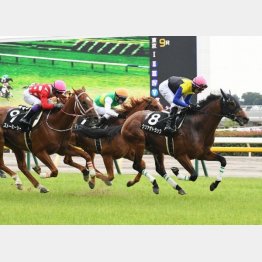 いきなり古馬をなで斬り