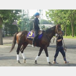 ケイディープライドは北海道で<1101>と洋芝歓迎