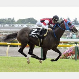 パラダイスSを快勝