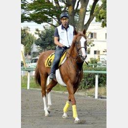 シンボリディスコはカメラ目線でヤル気をアピール