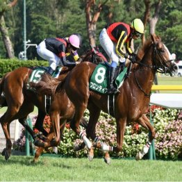 新潟2歳Sは③着テンクウから④着エングローサーまでが4馬身差