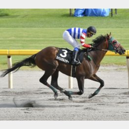 スペリオルシチーはダートに替えてから3戦2勝