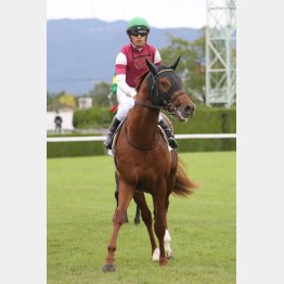 ベストアプローチが勝てば新馬戦以来