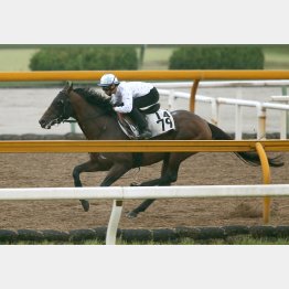 先週、今週と横山典が調教に騎乗している