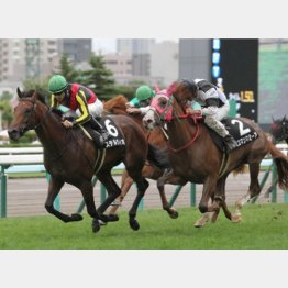 ステルヴィオはコスモス賞で2連勝